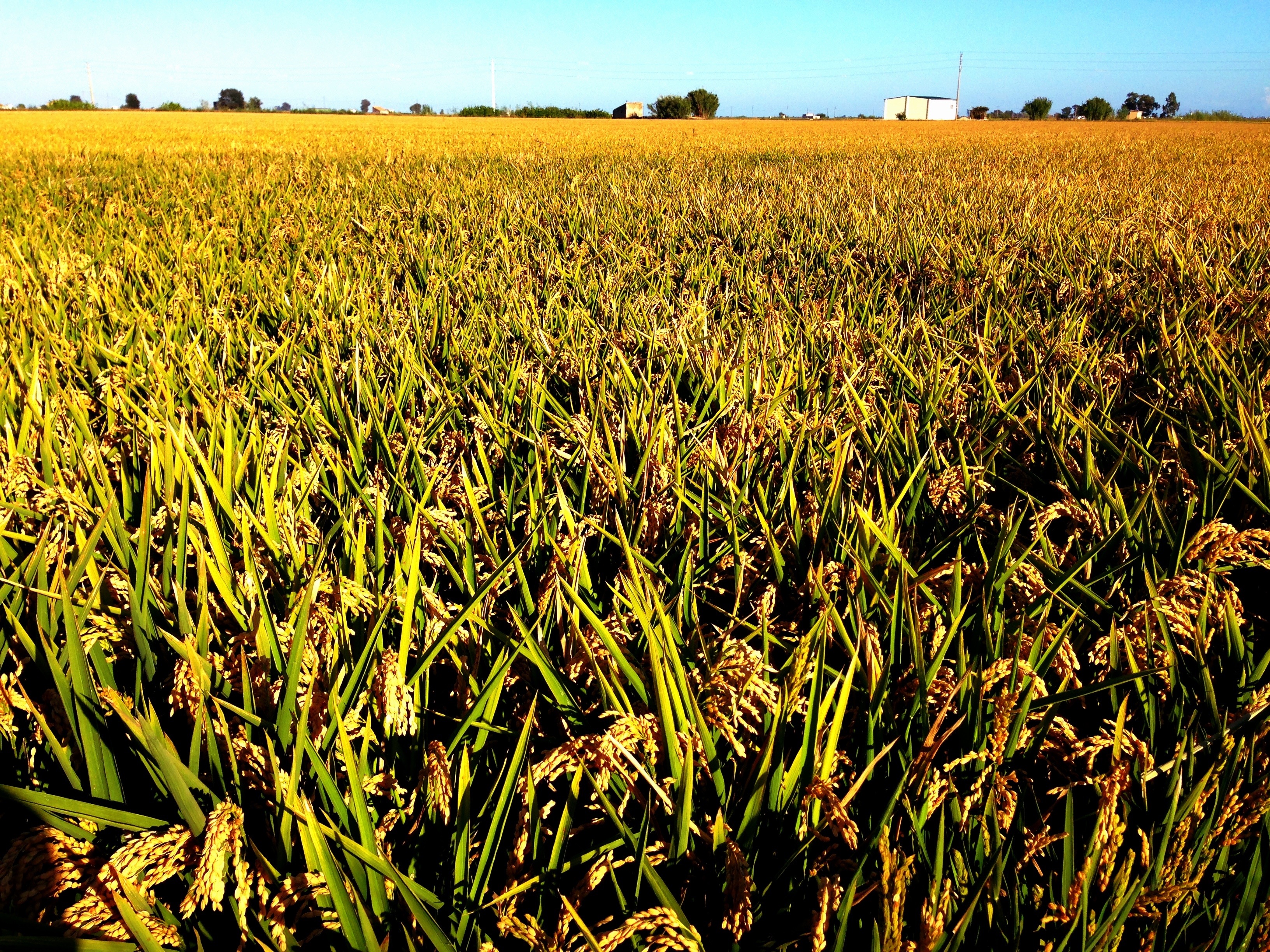 Campos de arroz en el Delta del Ebro
