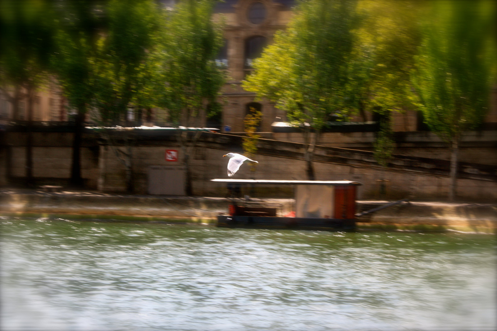 Gaviota sobre el río Sena, París